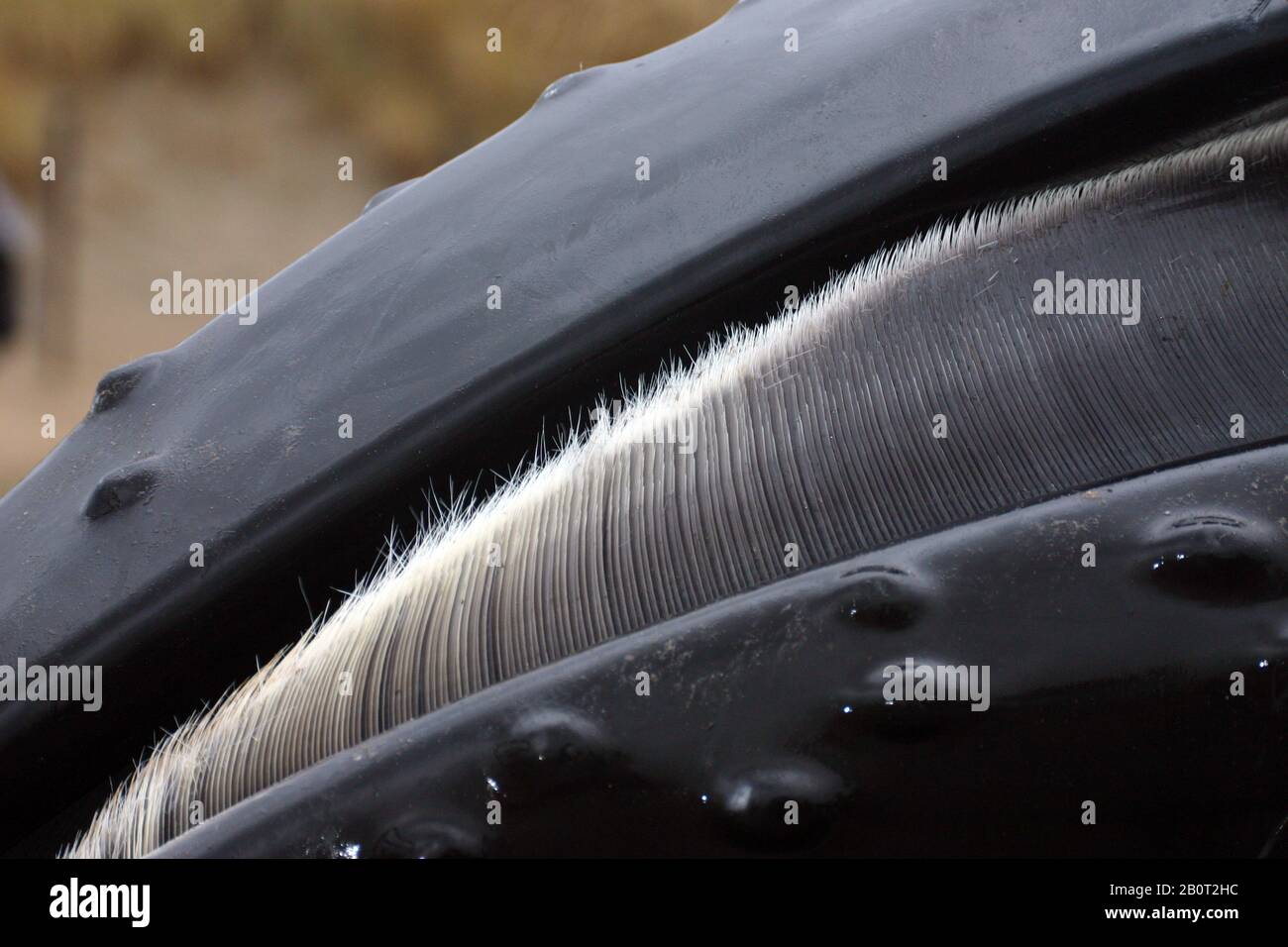 Ballena jorobada (Megaptera novaeangliae), placas de barbas de una ballena encalada, países Bajos Foto de stock