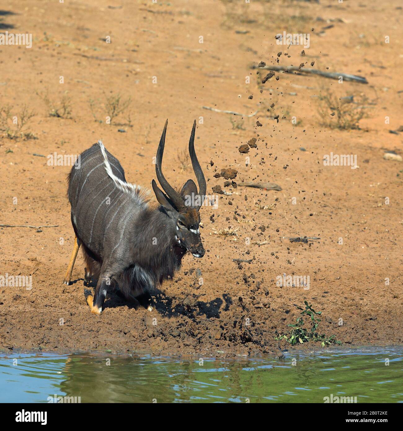 Nyala (Tragelaphus angasi), macho que tira tierra con el antler durante el tiempo de ahuectamiento en un agujero de agua, Sudáfrica, KwaZulu-Natal, Mkhuze Game Reserve Foto de stock