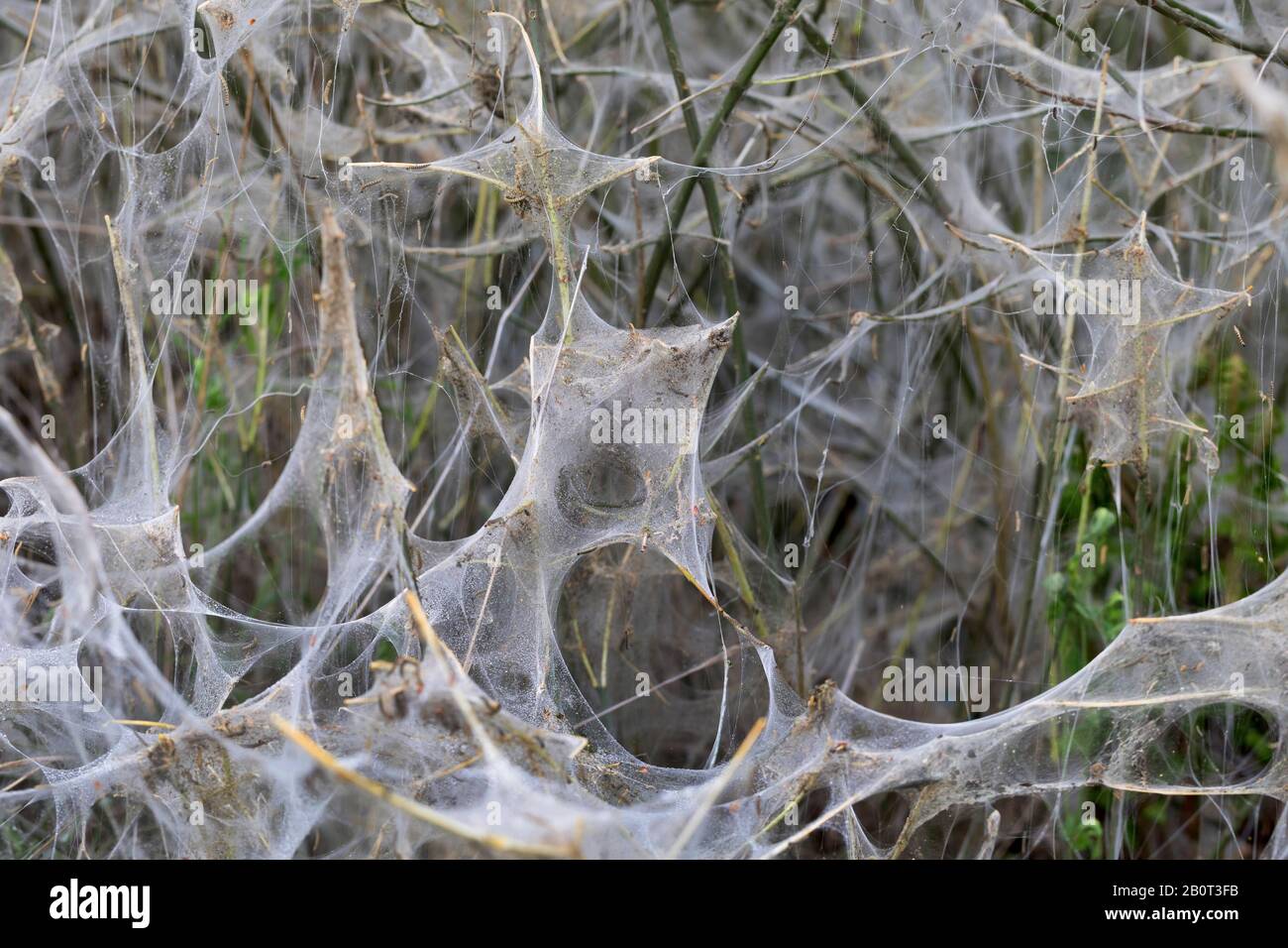 Les Chenilles Fotos E Imagenes De Stock Alamy