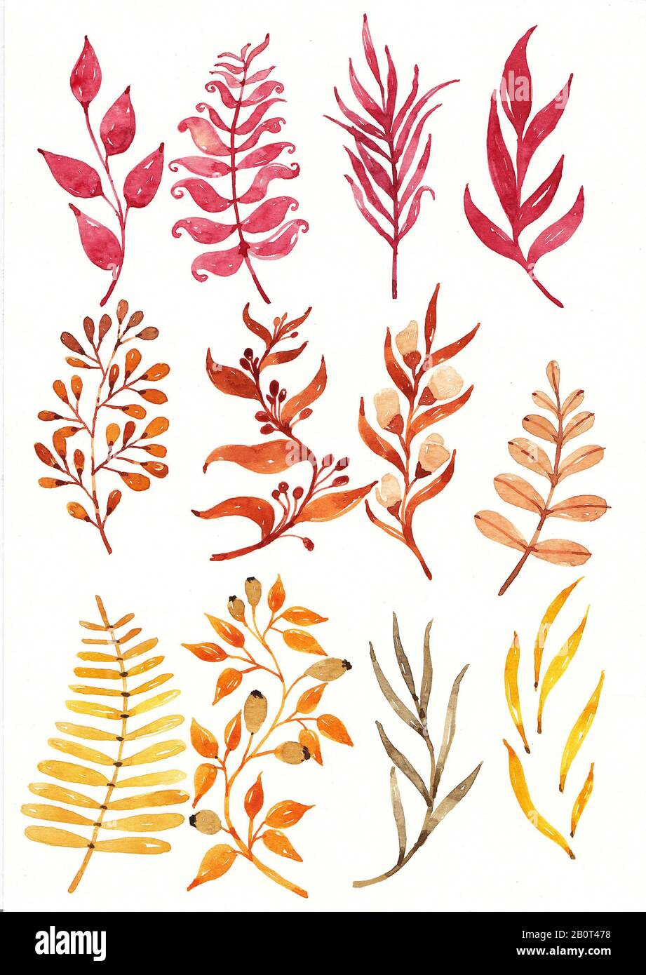 Conjunto de flores y hojas dibujo y pintura de color agua Fotografía de  stock - Alamy