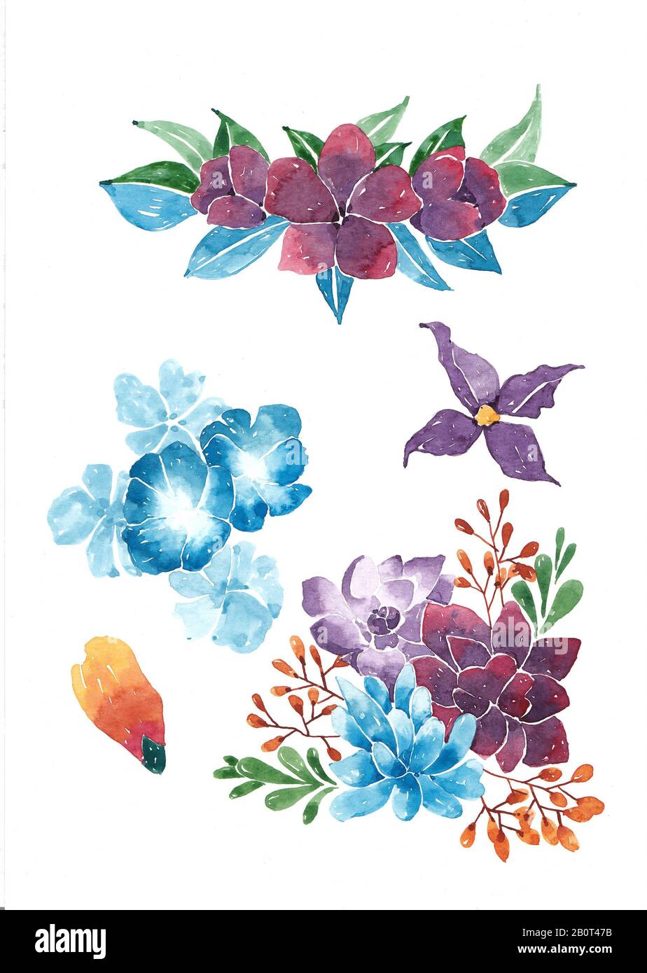 Conjunto de flores y hojas dibujo y pintura de color agua Fotografía de stock - Alamy Conjunto de flores y hojas dibujo y pintura de color agua Fotografía de stock - Alamy