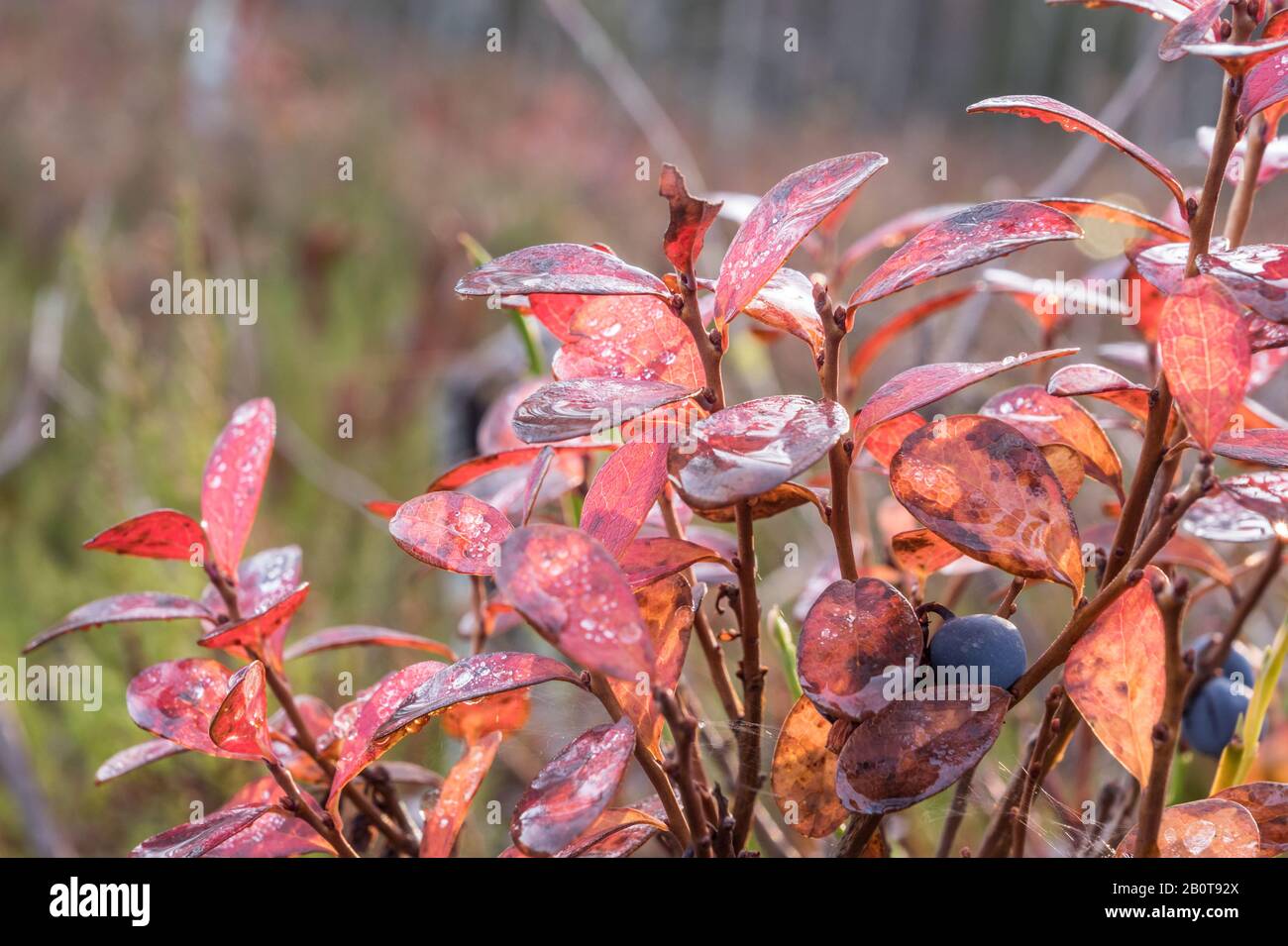 Ramitas de arándanos con hojas rojizas en otoño Foto de stock
