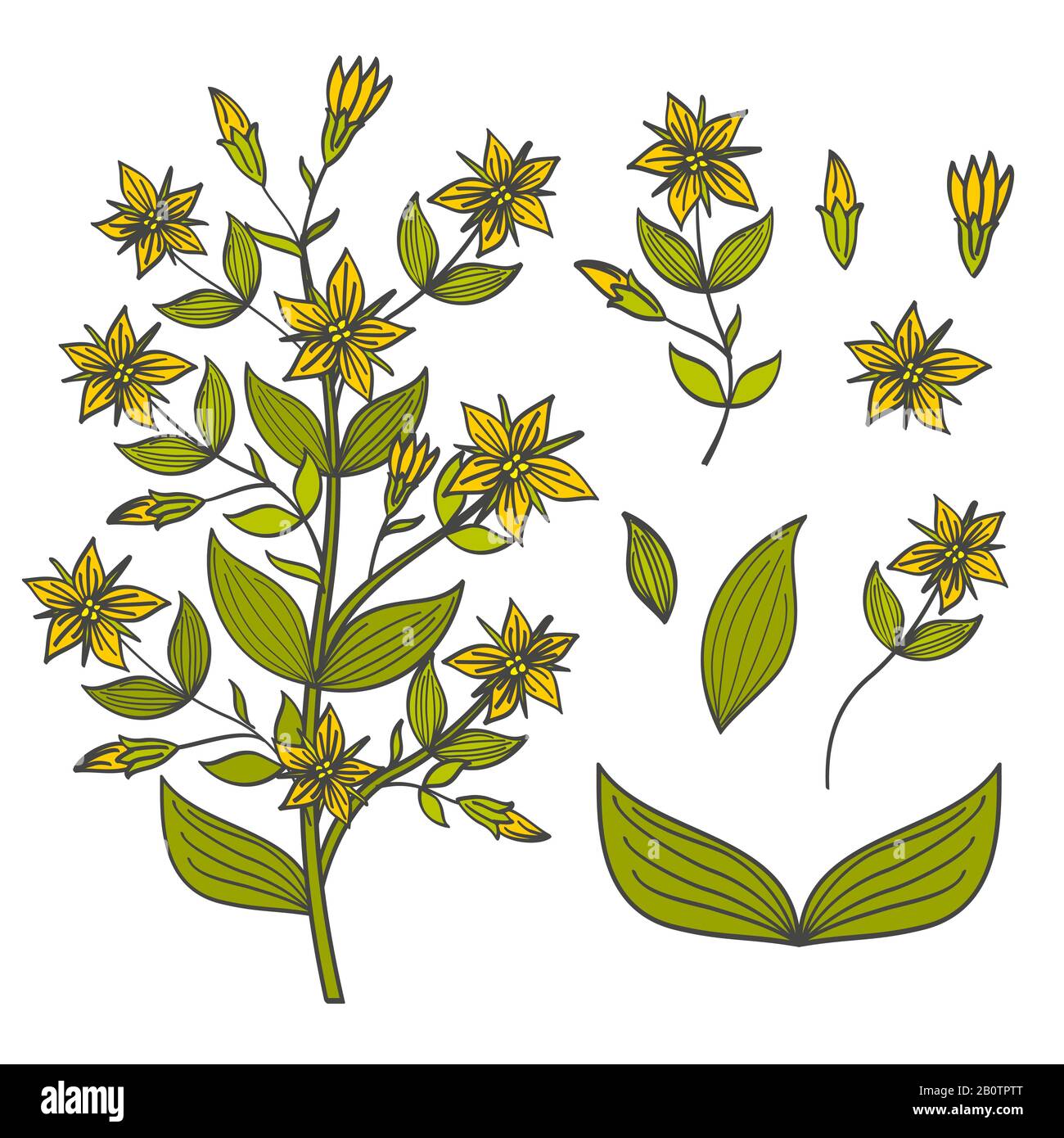Tutsan colorido aislado sobre fondo blanco - brotes, flores y hojas de tutsan. Flor brillante, ilustración vectorial Ilustración del Vector