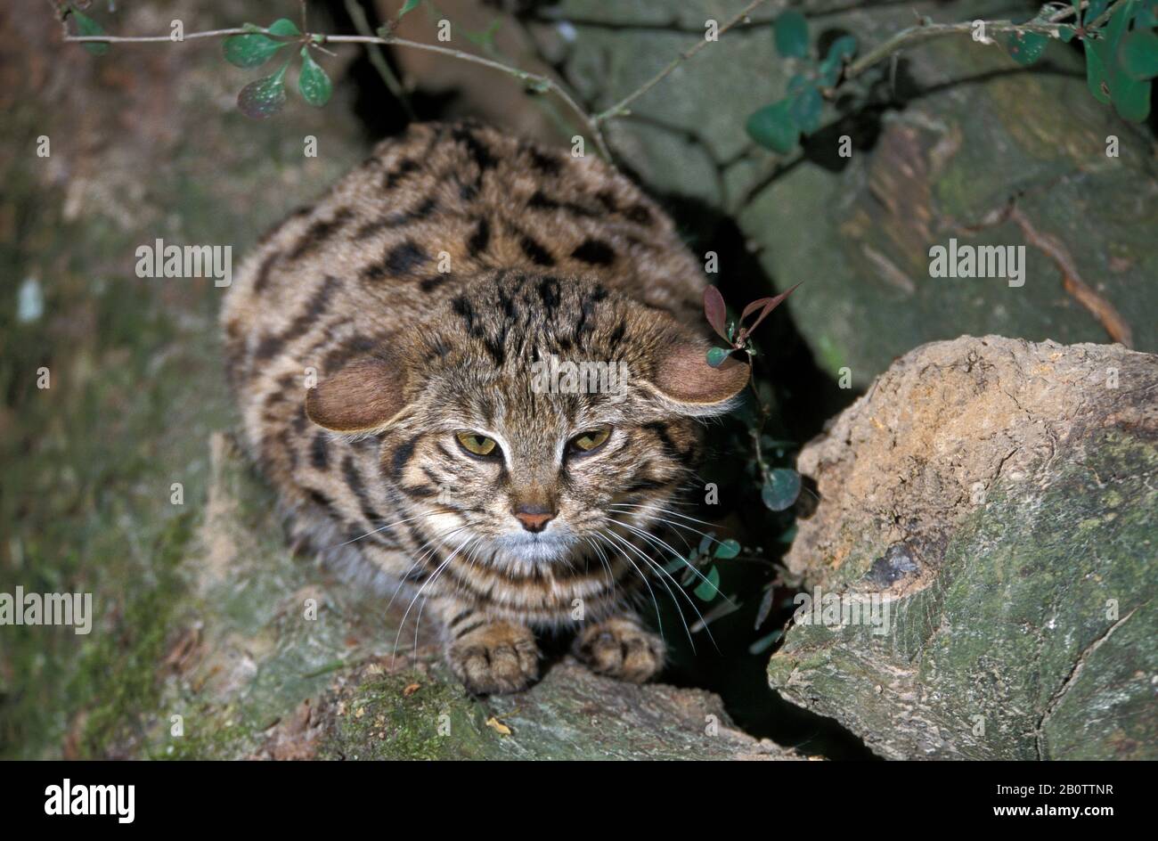 Gato de patas negras, felis nigripes, en Postura Defensiva Foto de stock