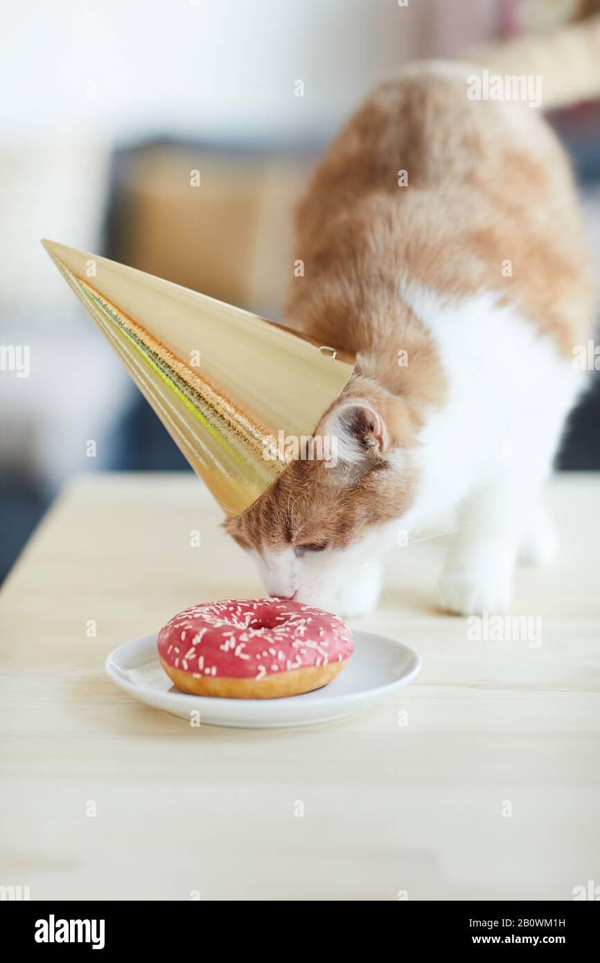 Pastel de gato naranja fotografías e imágenes de alta resolución - Alamy