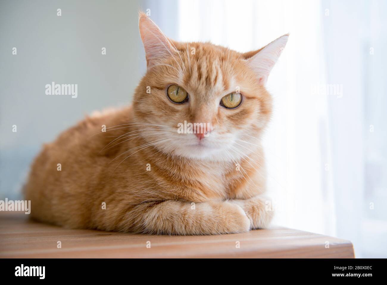 Emocional naranja jengibre gato ojos retrato. Gracioso gato rojo en un ambiente acogedor. Gato de jengibre tabby acostado. Mirando el gato de jengibre, sentado. Esponjoso tabby Foto de stock