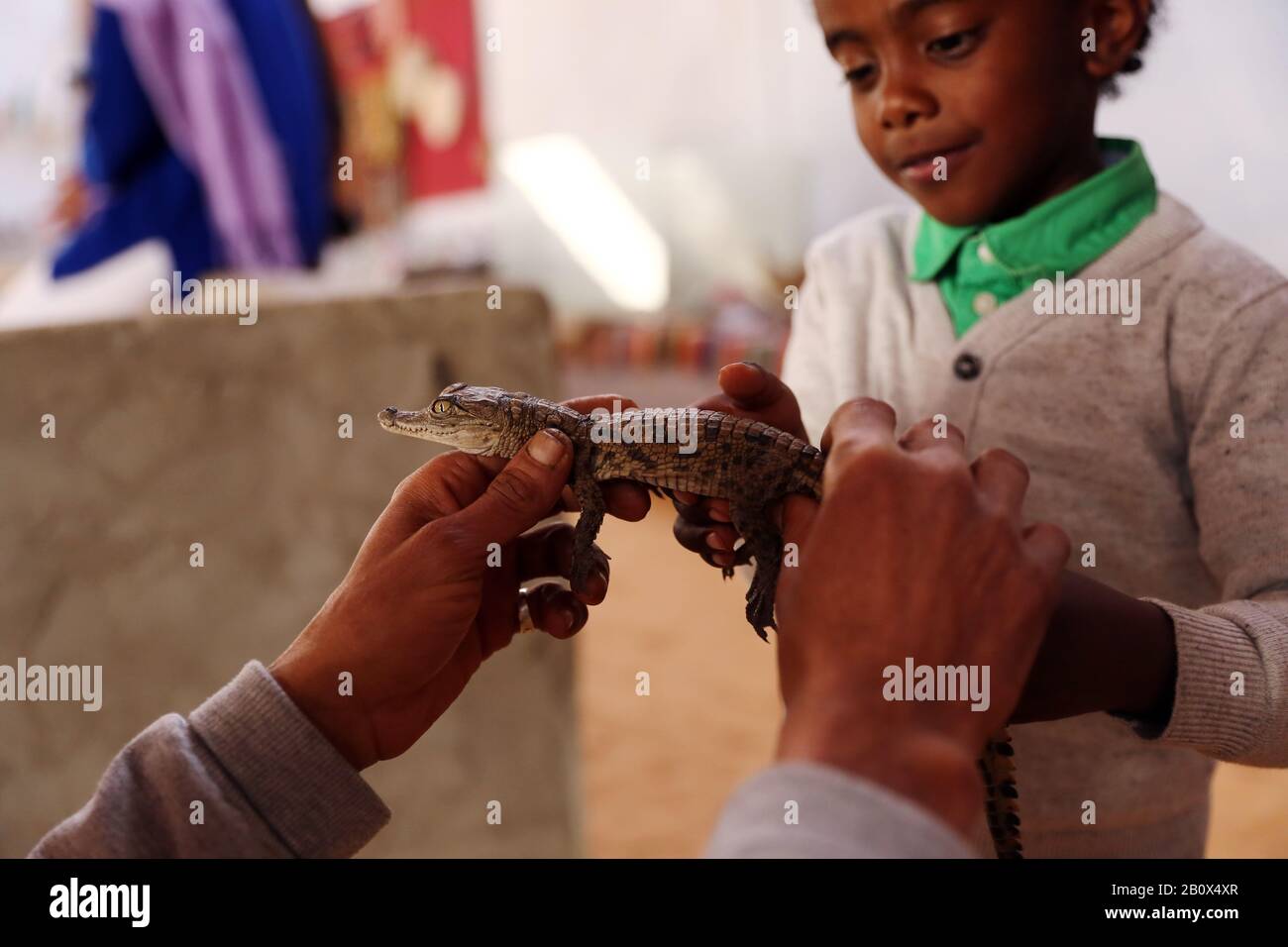 (200221) -- ASUÁN (EGIPTO), 21 de febrero de 2020 (Xinhua) -- UN niño toca a un cocodrilo en Asuán, Egipto, el 12 de febrero de 2020. En el pueblo nubio de Asuán, los turistas pueden tomar selfies con cocodrilos grandes reales. PARA IR CON "Característica: Cocodrilos caseros hacen el imán de la aldea Nubia de Egipto para los turistas" (Xinhua/Ahmed Gomaa) Foto de stock