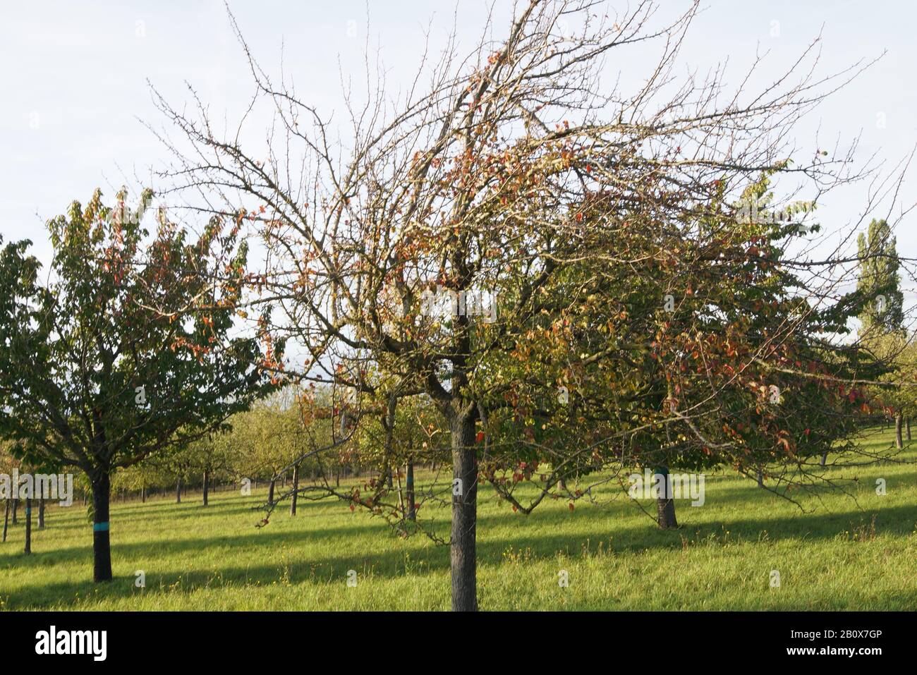 Obstbaumlandschaft im Ochsenfurter Bau Foto de stock