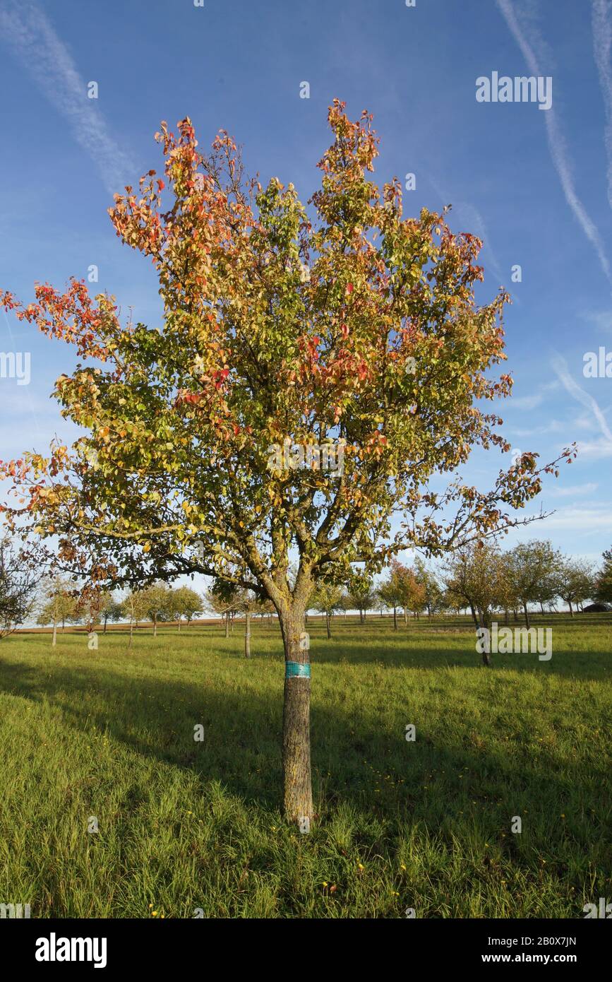 Obstbaumlandschaft im Ochsenfurter Bau Foto de stock