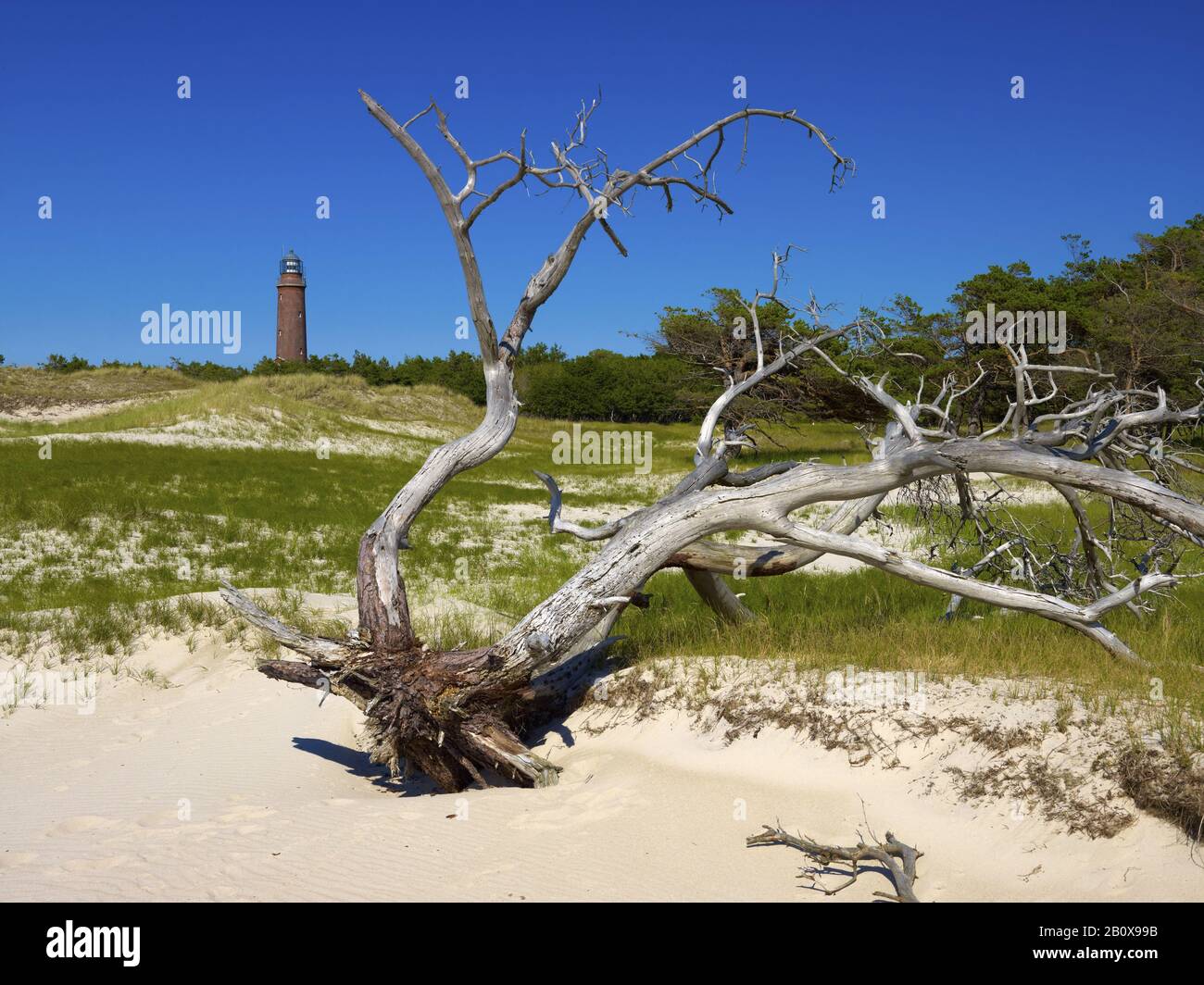 Faro Darßer Ort, Cerca De Prerow, Fischland-Darß-Zingst, Mecklemburgo-Pania Occidental, Alemania, Foto de stock