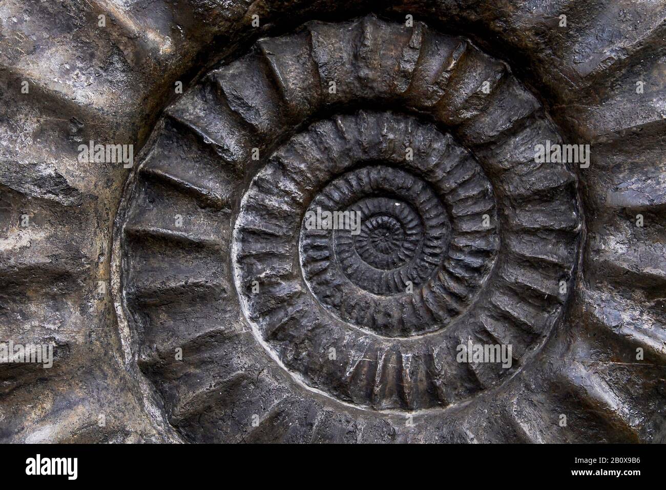 Primer plano de großer Ammonit Foto de stock