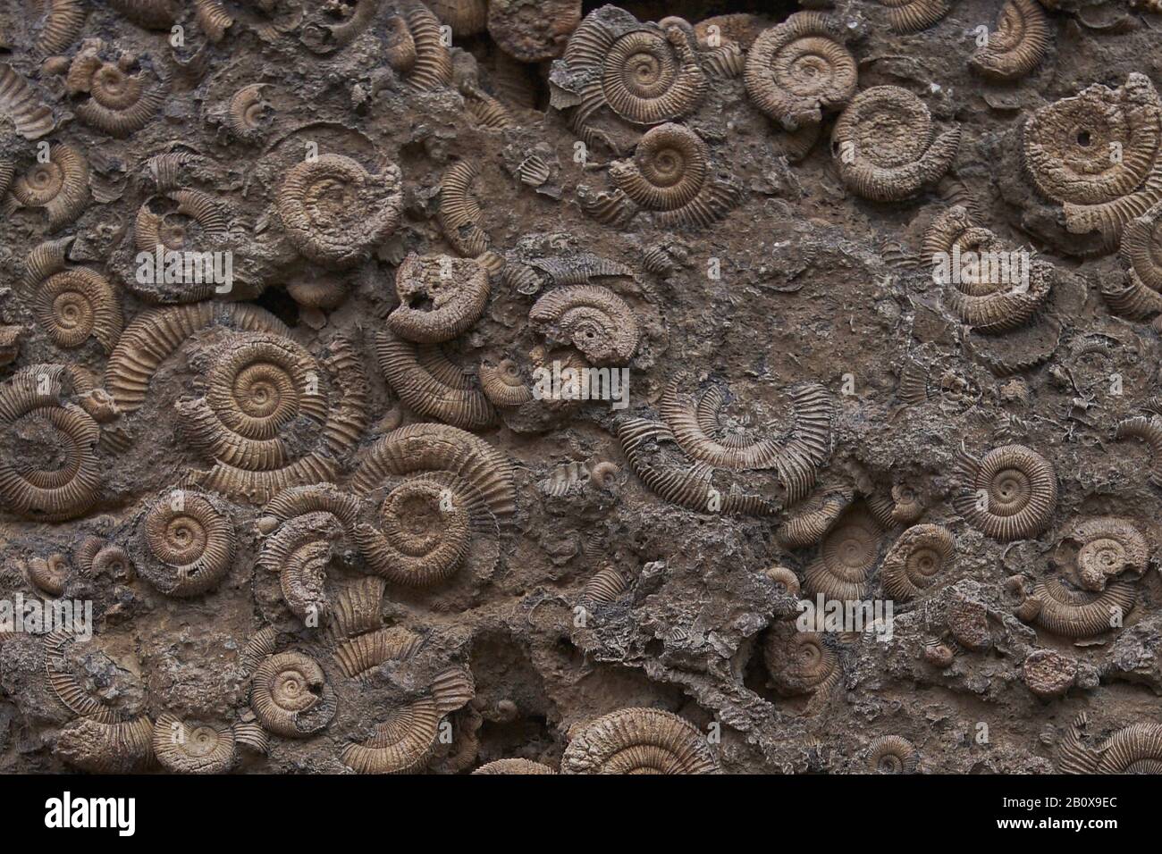 Anhäufung kleiner Ammoniten Foto de stock