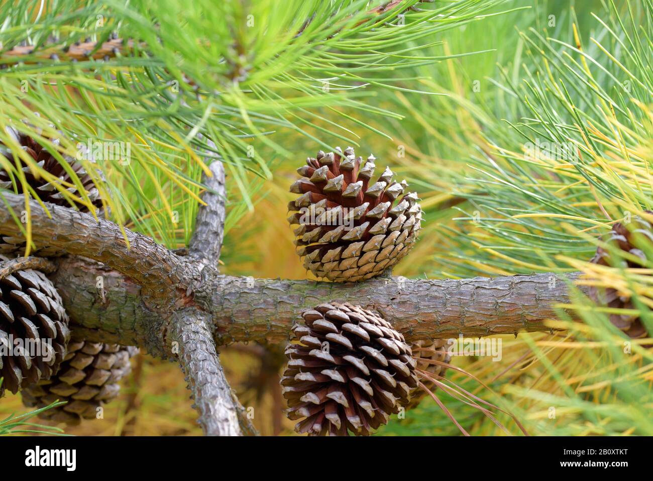 Pino Llobolly (Pinus taeda var. Rigida), rama con conos, Alemania, Sajonia Foto de stock