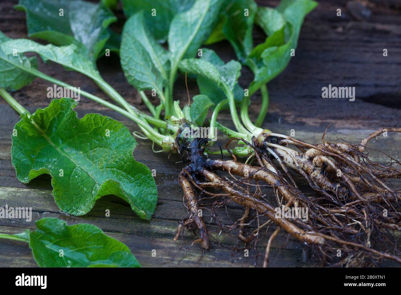 Comfrey común (Symphytum officinale), raíces recolectadas, Alemania Foto de stock