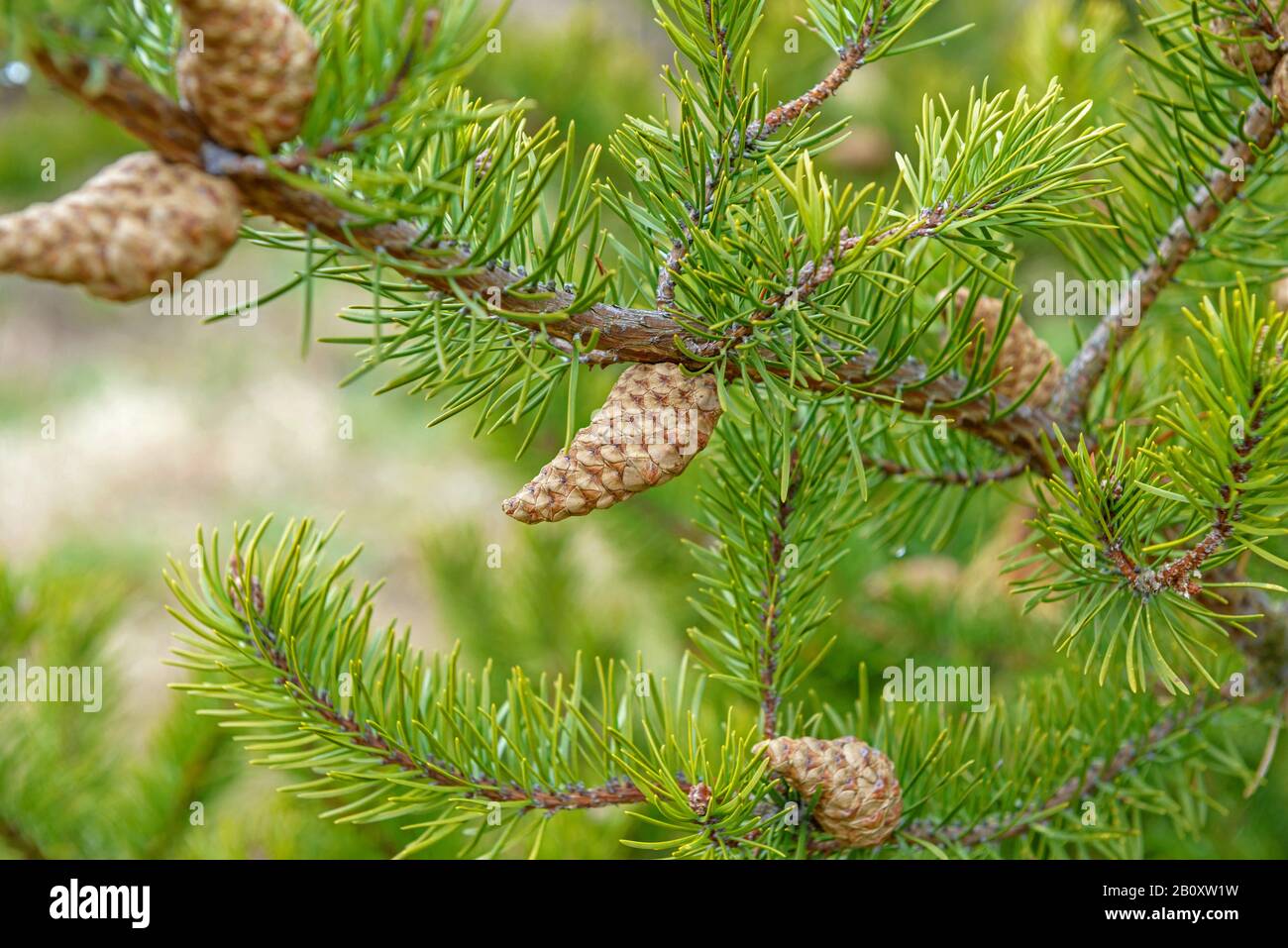 Pino gris, pino jack (Pinus banksiana), rama con pino Foto de stock