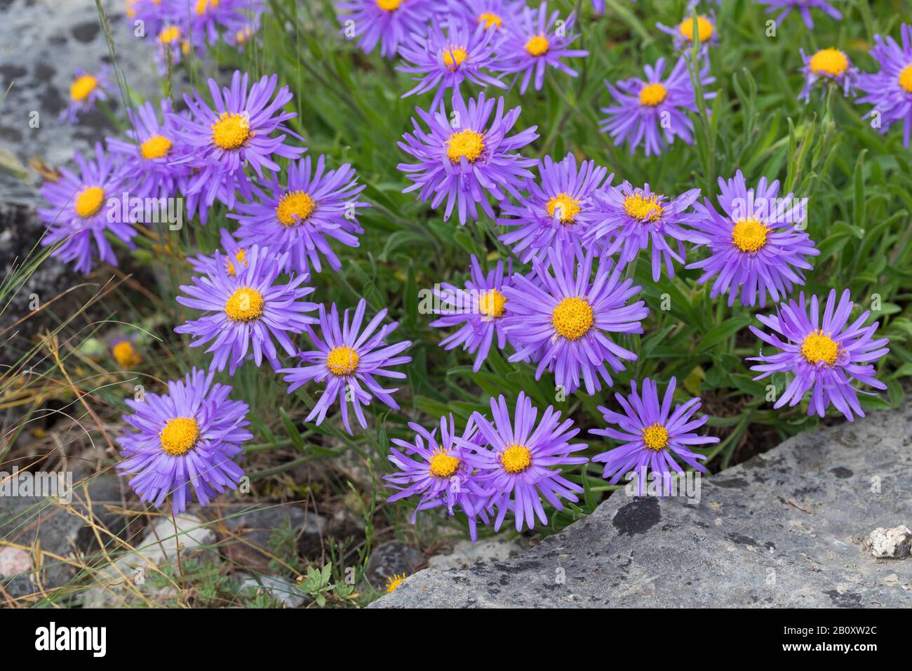 Boreal, alpino aster Aster (Aster alpinus), floreciendo, Alemania Foto de stock