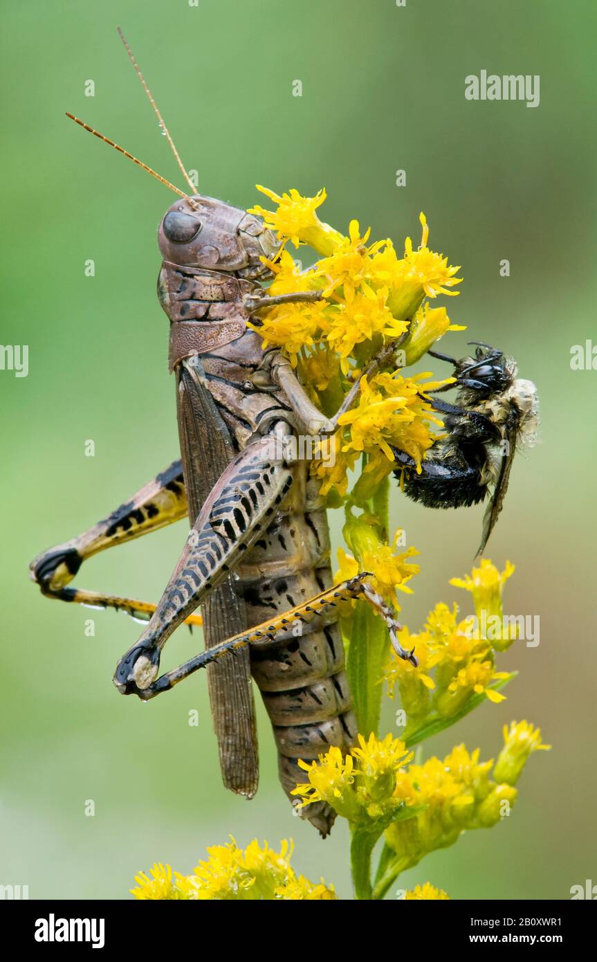 Differential Grasshopper (Melanoplus diferencialis) y American Bumblebee (Bombus pensylvanicus) en Goldenrod (Solidago) E USA, por Skip Moody/Dembi Foto de stock