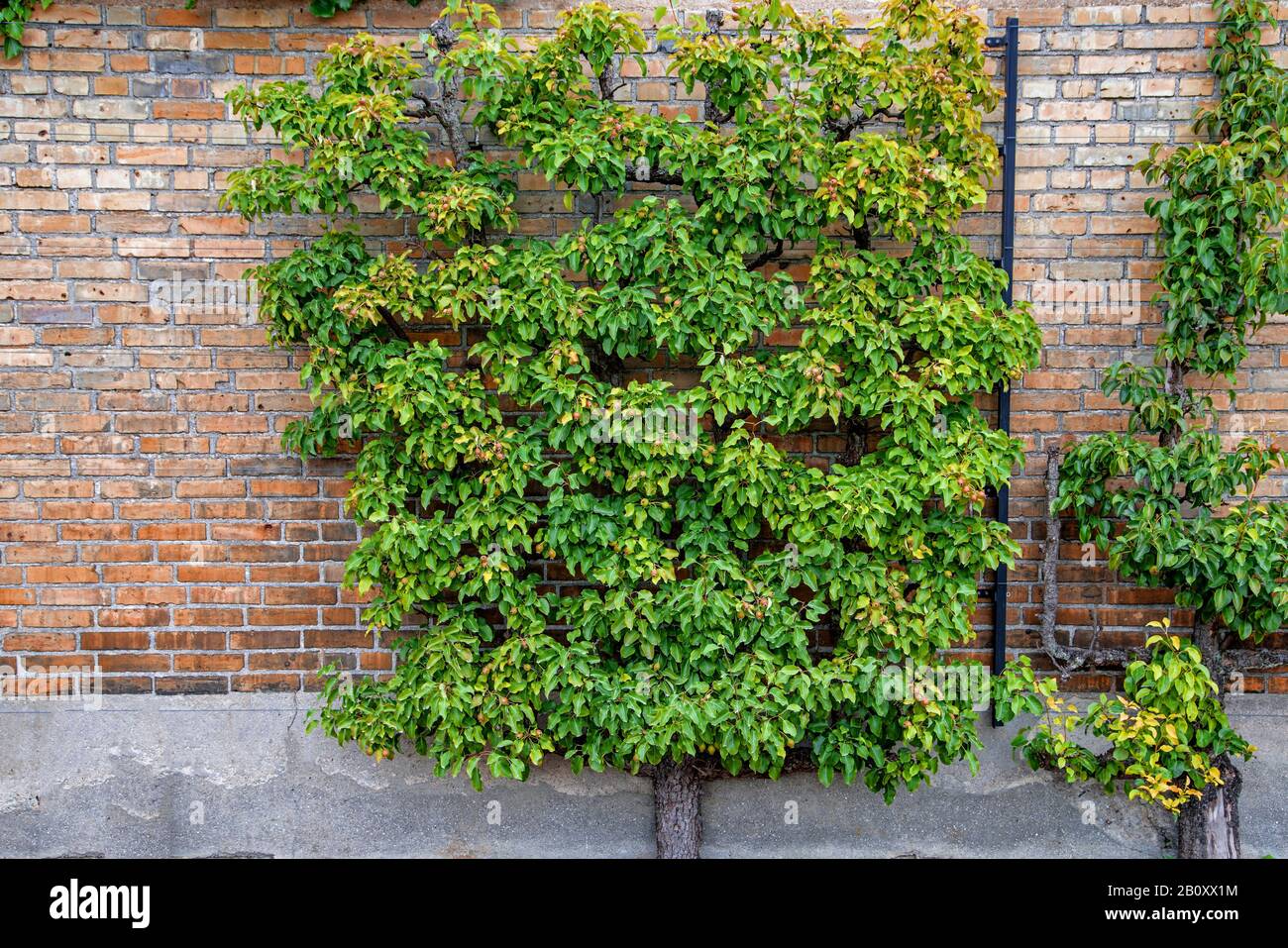 Pera común (Pyrus communis), fruto de la espalier, Suecia, Skane laen Foto de stock