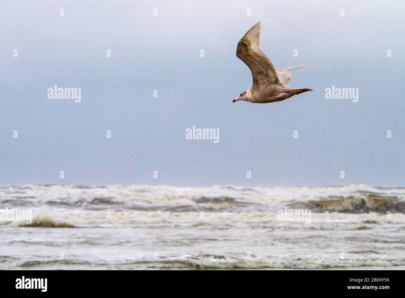 Gaviota glauca (Larus hyperboreus), en vuelo sobre el mar del norte en plumaje inmaduro, vista lateral, Holanda, Sur de Holanda, Katwijk Foto de stock