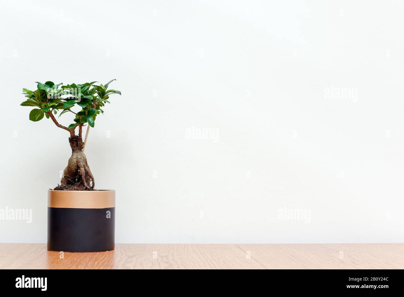 Árbol Bonsai en interior moderno con fondo blanco pared árbol miniatura para crecer en maceta para jardín interior Foto de stock