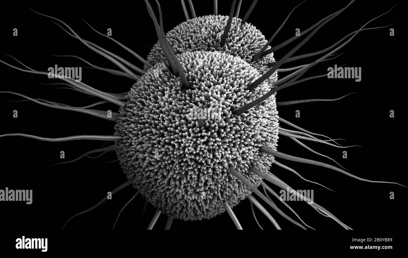 La bacteria de la gonorrea, ilustración Foto de stock