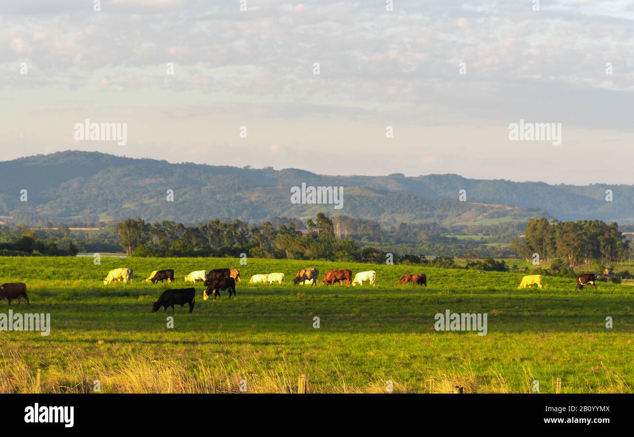 Paisaje rural en el sur de Brasil. Área de granjas donde la cría de ganado tiene lugar en áreas