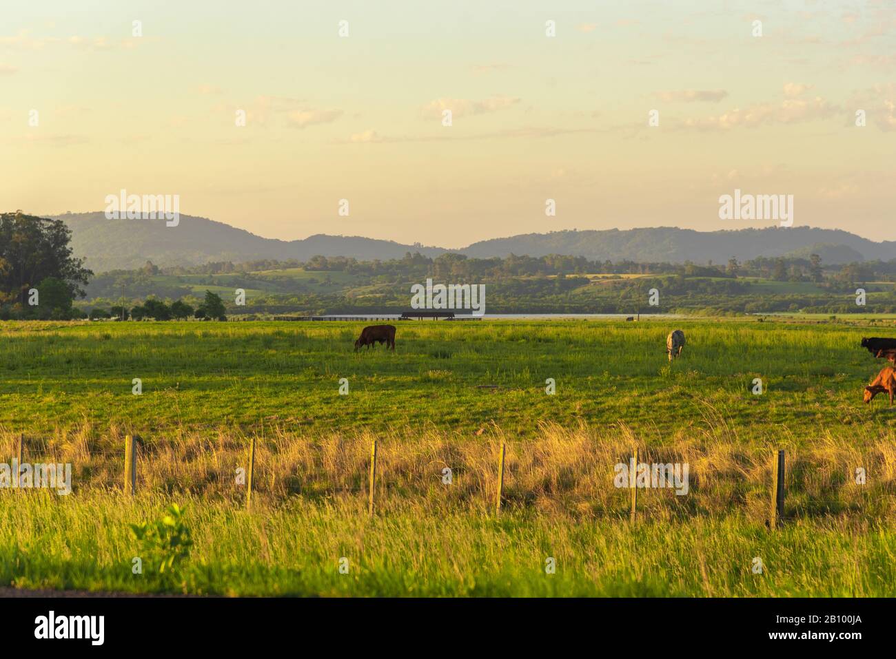 Paisaje rural en el sur de Brasil. Área de granjas donde la cría de ganado tiene lugar en áreas