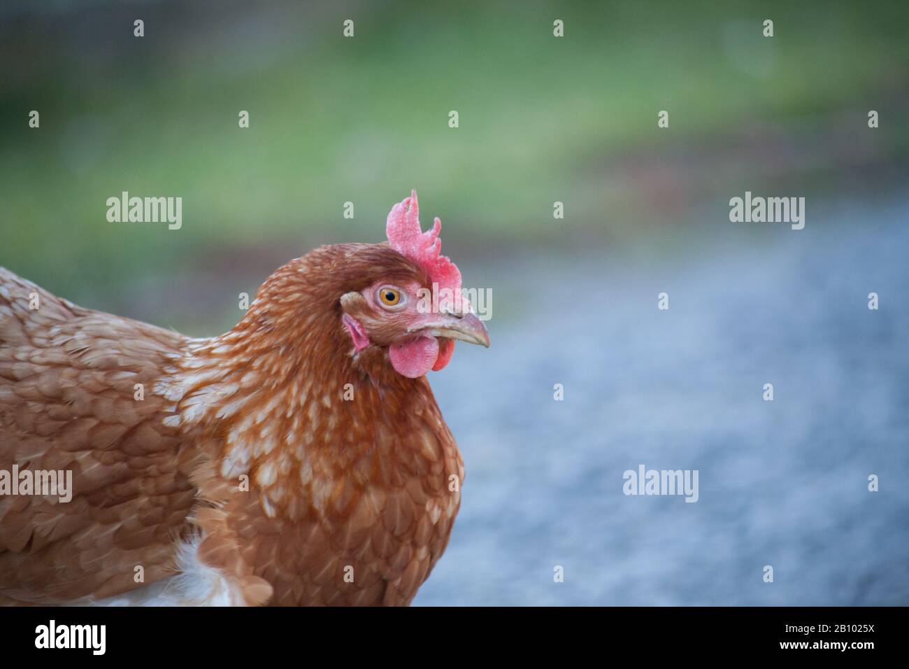 La cabeza de la gallina marrón. Gallina marrón casera europea. La vieja costumbre de poner pollos en el camino para alimentarse de hierba, gusanos y cualquier otra cosa f Foto de stock