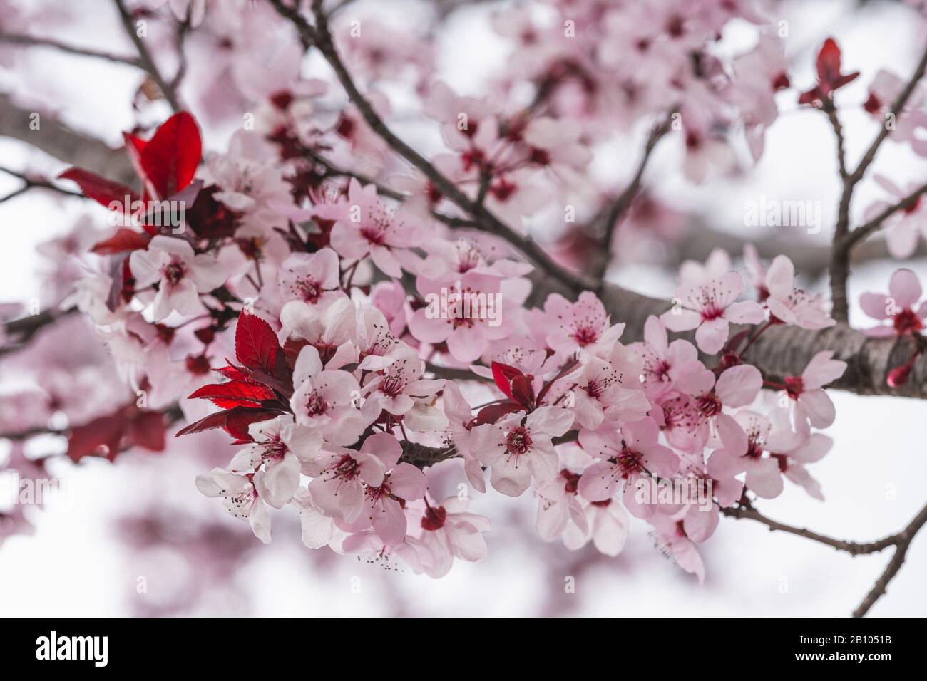 Cerezo japonés en flor. Rama de árbol con delicadas flores rosadas de cerca  Fotografía de stock - Alamy