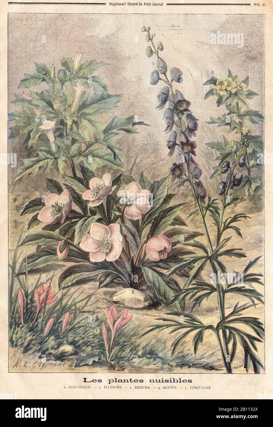 Les plantes nuevos J. COLCHIQUE. — 2. ELLÉBORE. DATO. — 4. ACONIT. — Jusquiame - En El Periódico Francés "Le Petit Journal" - Foto de stock