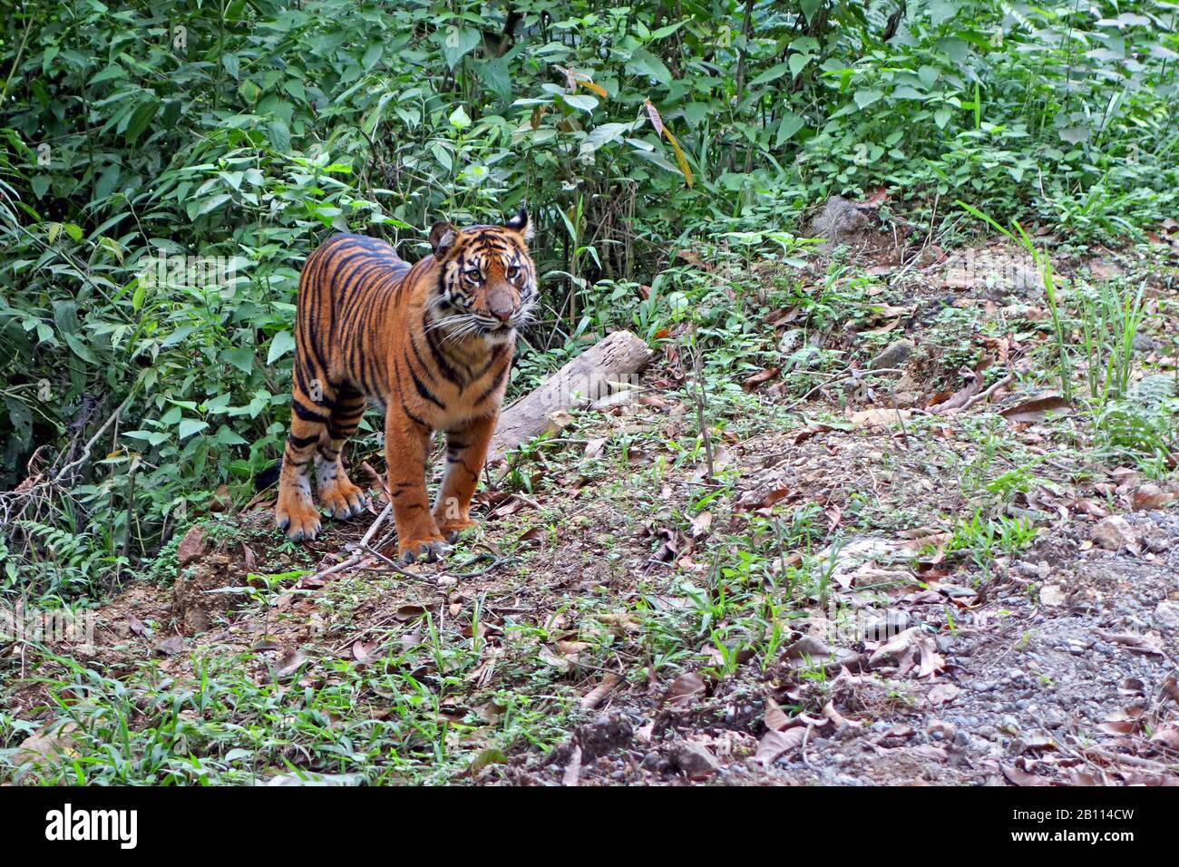 Tigre de Sumatra (Panthera tigris sumatrae), en su hábitat, Indonesia, Sumatra Foto de stock