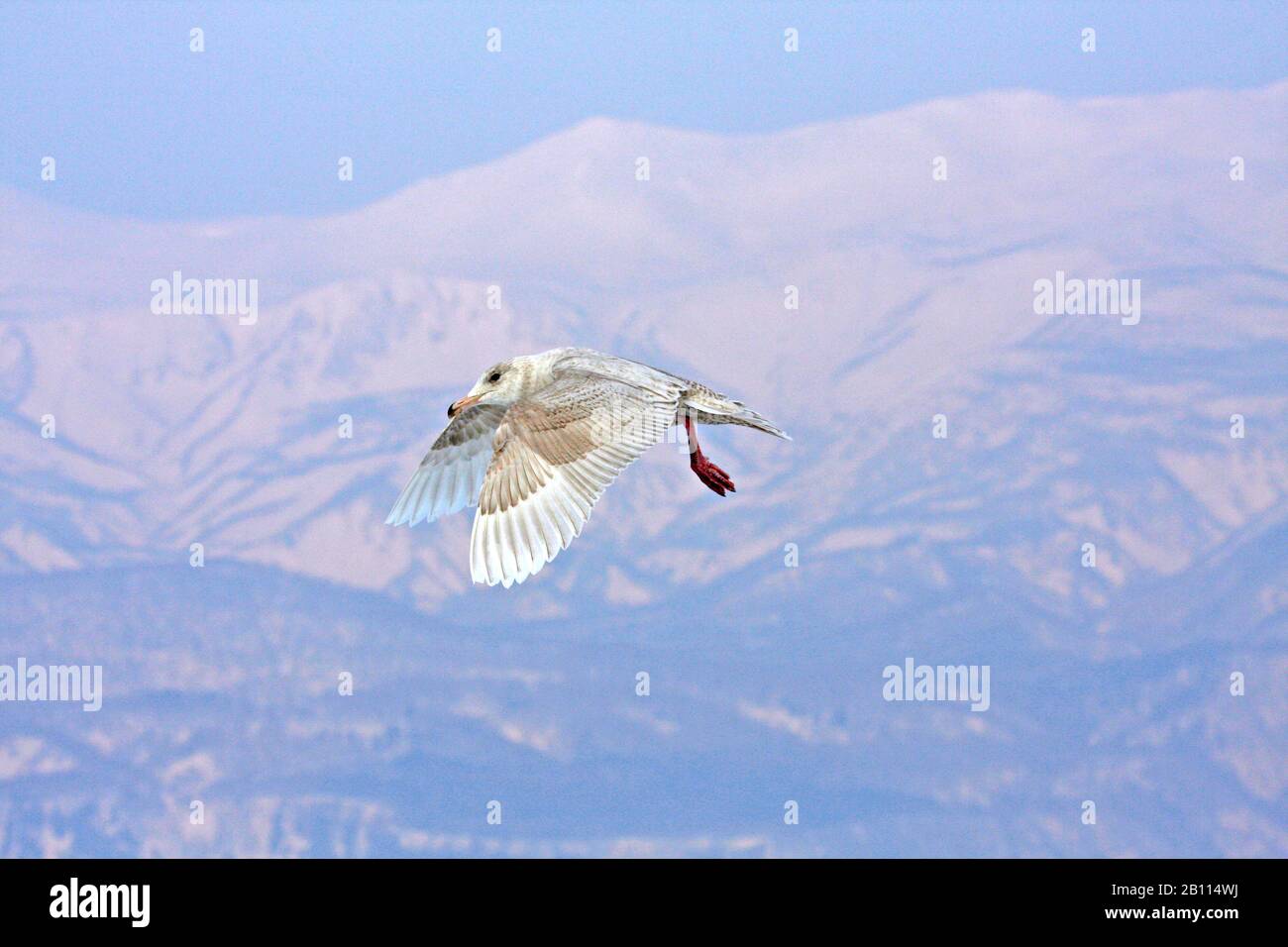 Gaviota glauca (Larus hyperboreus), ave inmadura en vuelo, montaña en el fondo, Japón Foto de stock