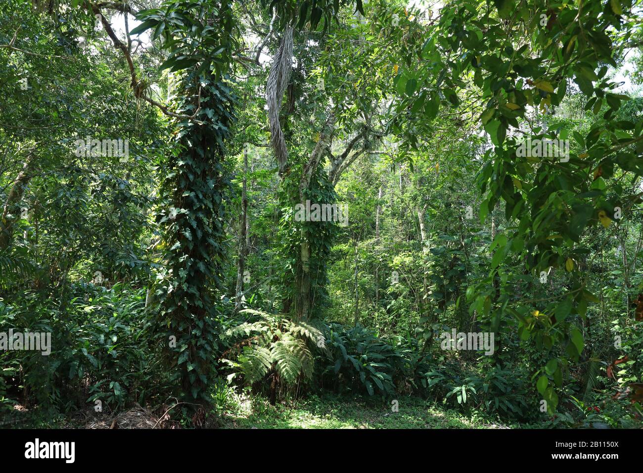 Bosque tropical lluvioso en Cuba, Cuba, las terrazas Foto de stock