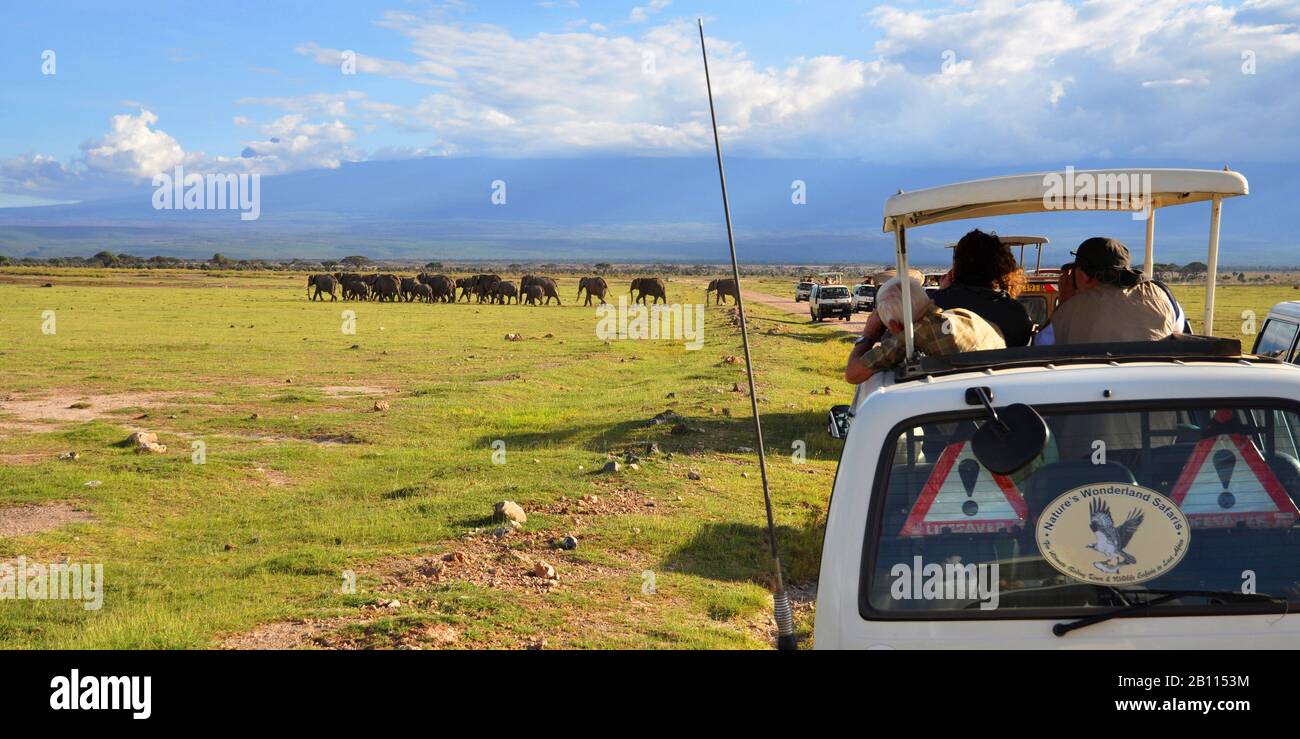 Elefante africano (Loxodonta africana), autobuses de rebaño y safari, Kenia, Parque Nacional Amboseli Foto de stock