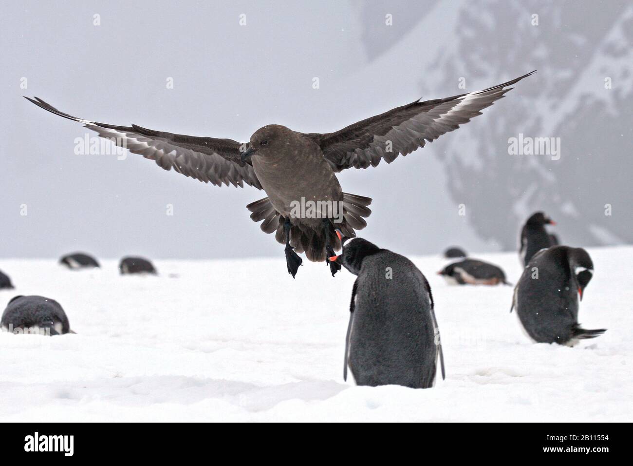 Skua Polar del Sur (Stercorarius maccormicki), vuela sobre una colonia de pingüinos, la Antártida Foto de stock