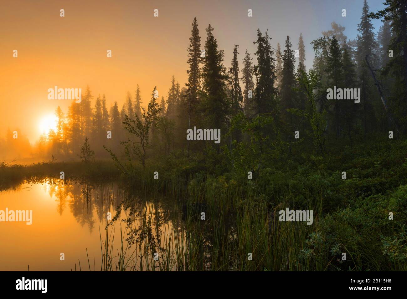 Amanecer en un lago forestal, Suecia, Laponia, Norrbotten Foto de stock
