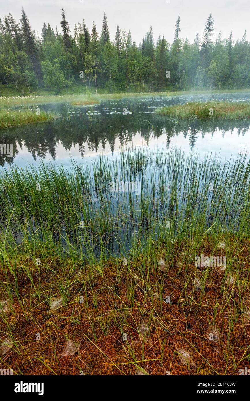 Niebla matutina sobre un pantano, Suecia, Laponia, Norrbotten, Gaellivare Foto de stock