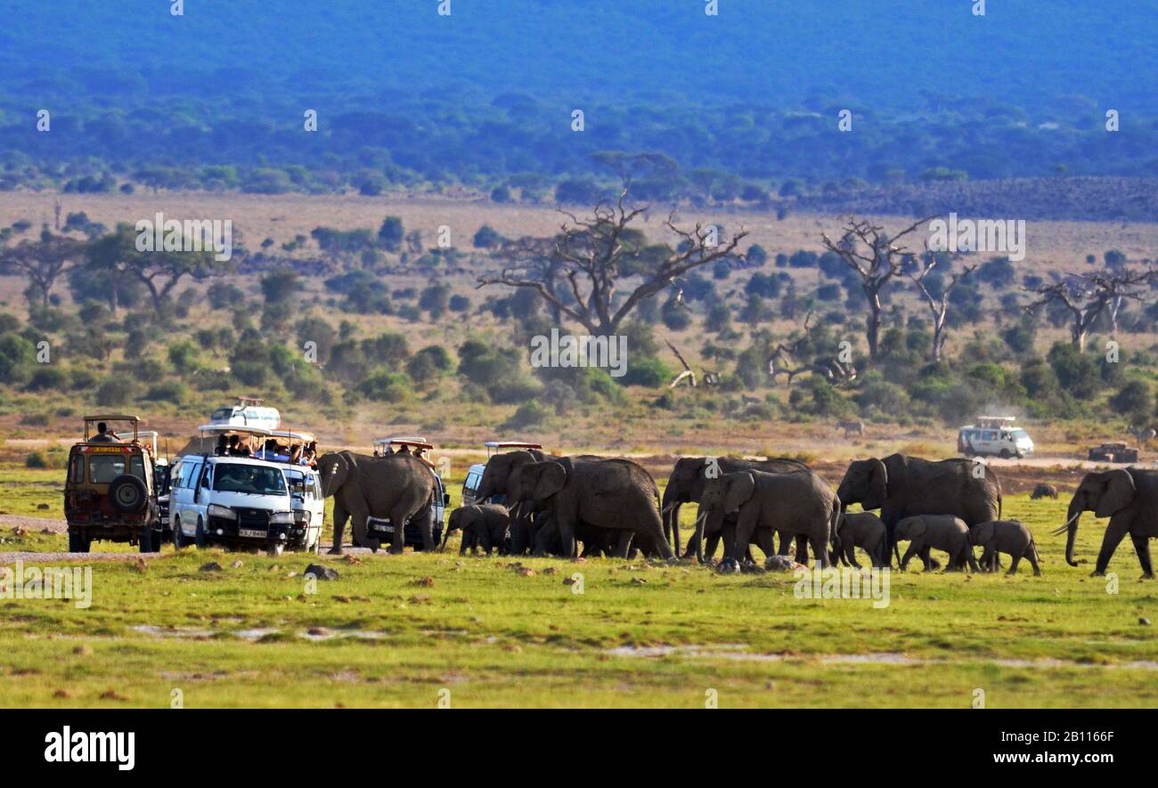 Elefante africano (Loxodonta africana), autobuses de rebaño y safari, Kenia, Parque Nacional Amboseli Foto de stock