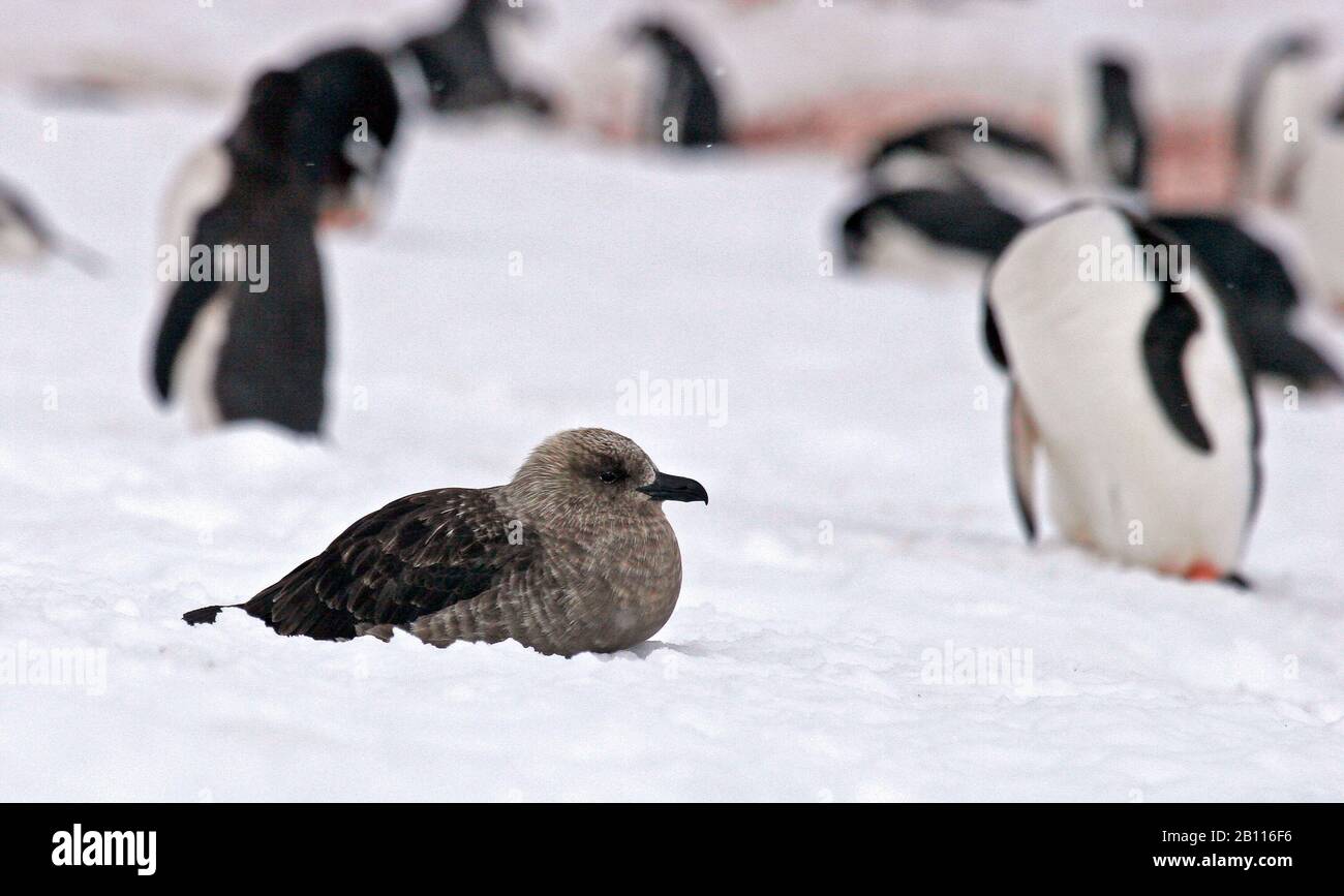 Skua Polar del Sur (Stercorarius maccormicki), se encuentra en una colonia de pingüinos, la Antártida Foto de stock