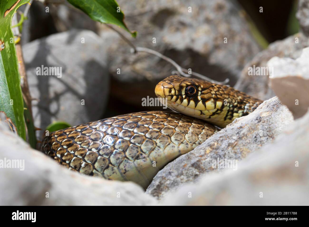 Serpiente de látigo balcánico (Hierophis gemonensis, Coluber gemonensis), enrollado entre piedras, Croacia Foto de stock