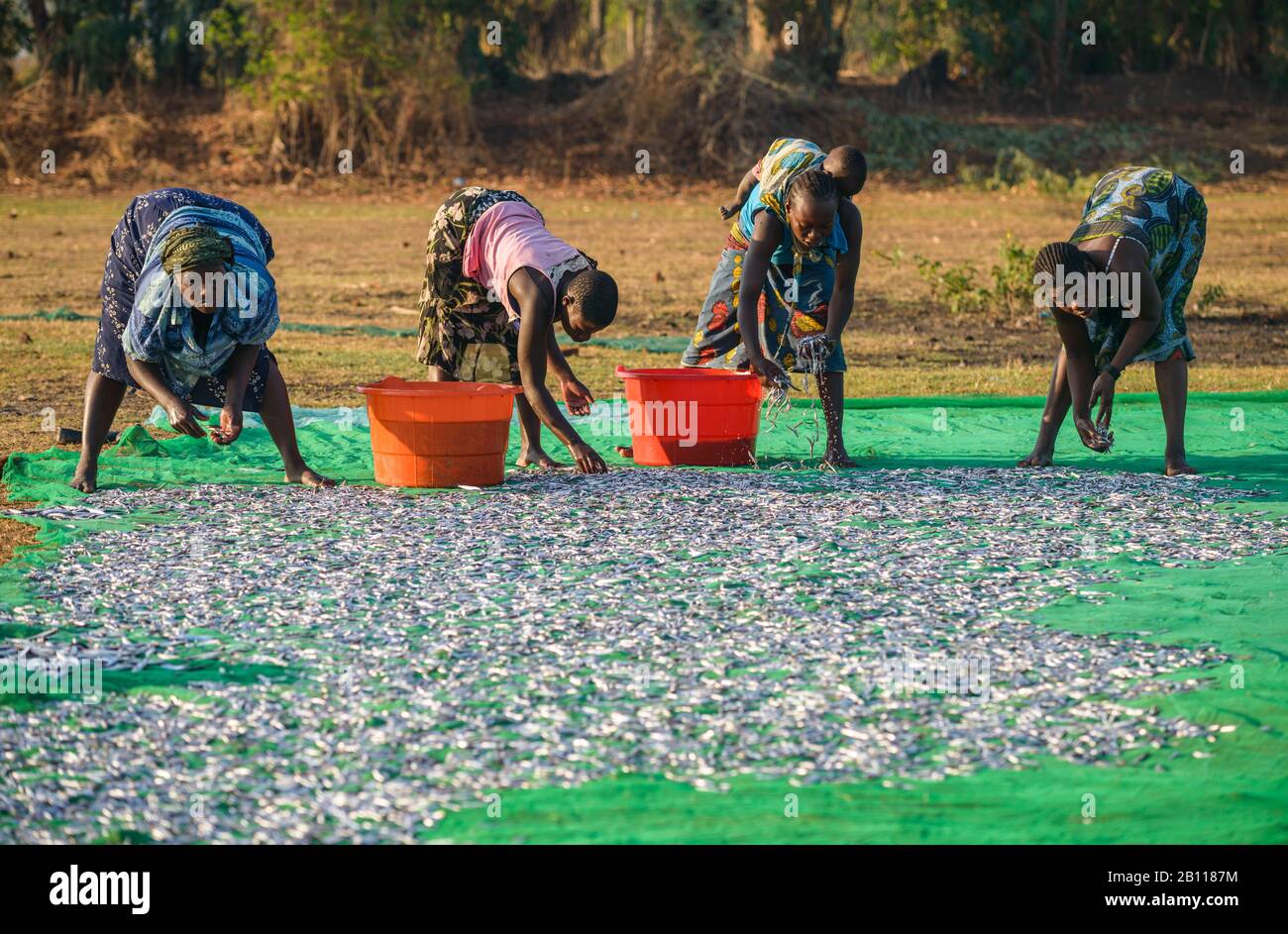 Las mujeres depositan pescado para secarlo en un mercado de pescado en el Lago Malawi, Malawi, África Foto de stock
