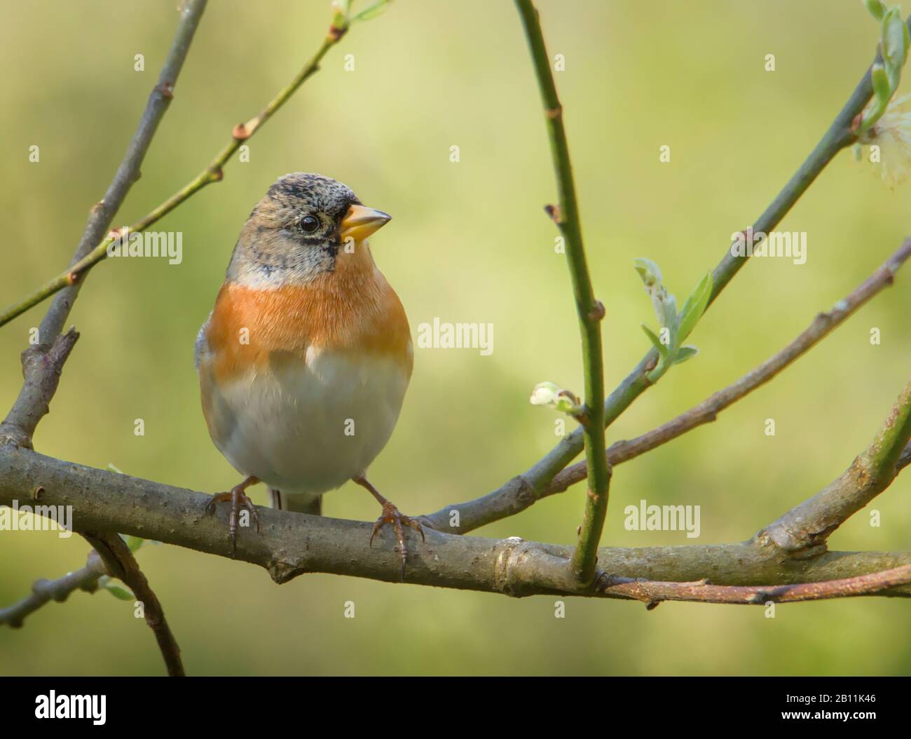 Macho Brambling, Fringilla Montiringilla, Encaramado En Una Rama Sobre Fondo Verde Difuso. Tomada en Blashford Lakes, Reino Unido Foto de stock