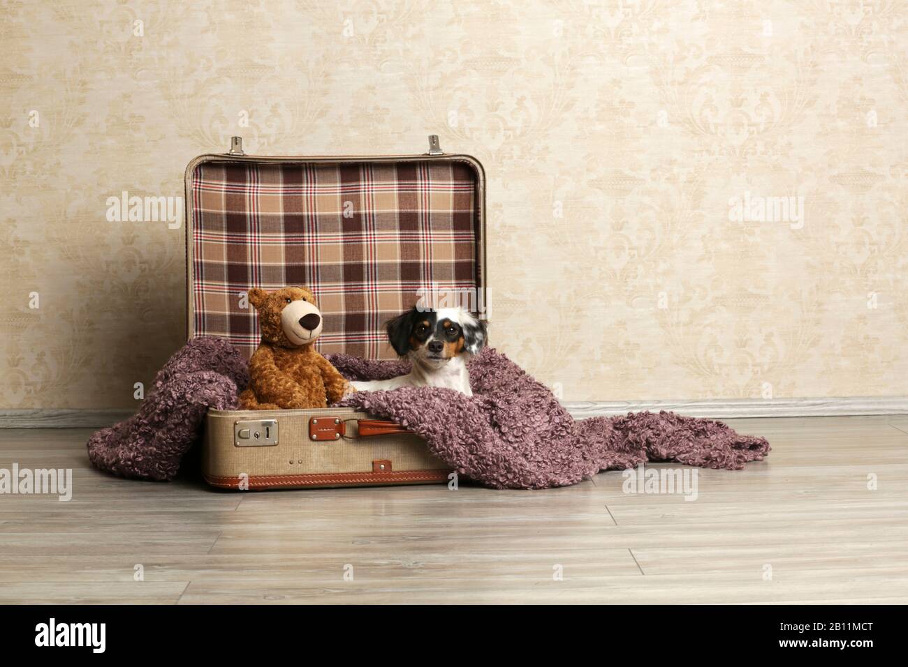Un perro pequeño se sienta en una maleta Foto de stock