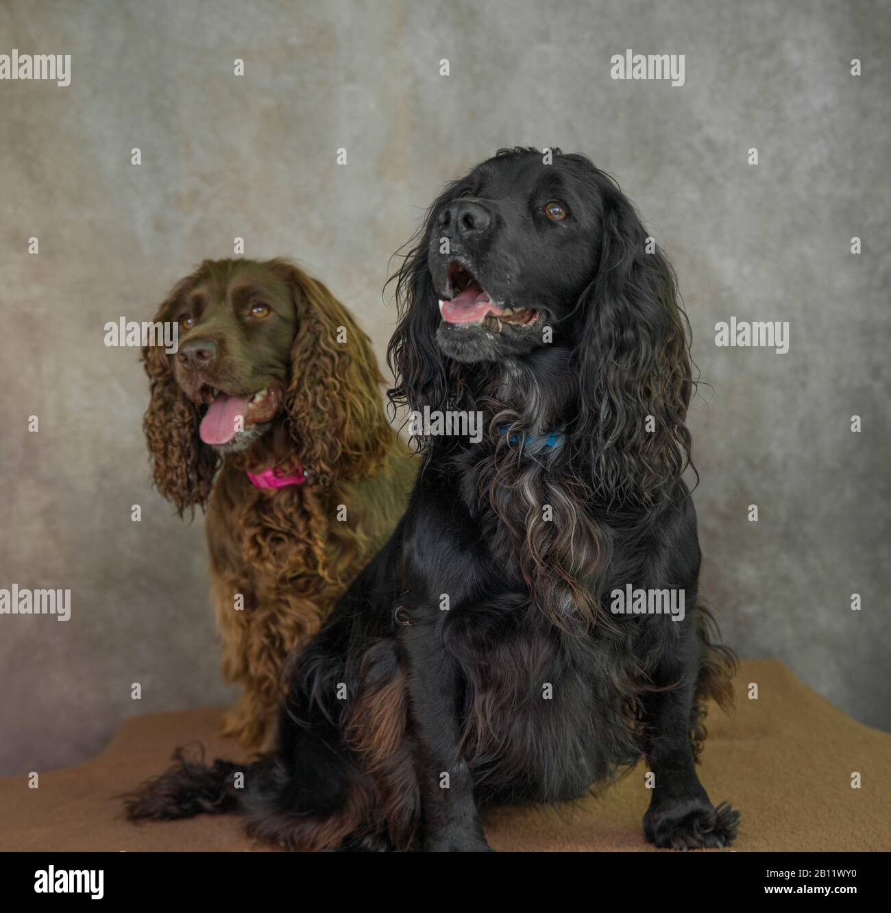 Lindo perro retrato fotografía de dos paniels de trabajo de cocker Foto de stock