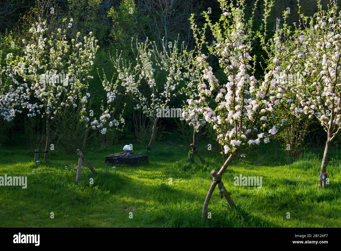 Jóvenes, de medio estándar, manzanos cubiertos de flores creciendo en pequeños huertos. Estacado contra el viento. Detalle decorativo de pizarra entre los árboles Foto de stock