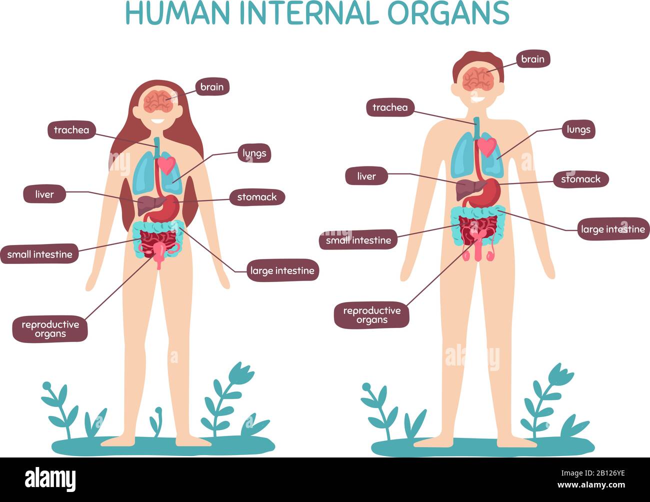 Tina noche consenso Dibujos animados anatomía del cuerpo humano. Órganos internos masculinos y  femeninos, gráfico fisiológico humano ilustración vectorial Imagen Vector  de stock - Alamy