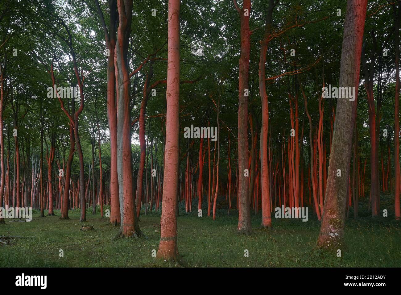 Bosque fantasma Nienhagen con sunset, Ostseebad Nienhagen, Mecklenburg-Vorpommern, Alemania Foto de stock