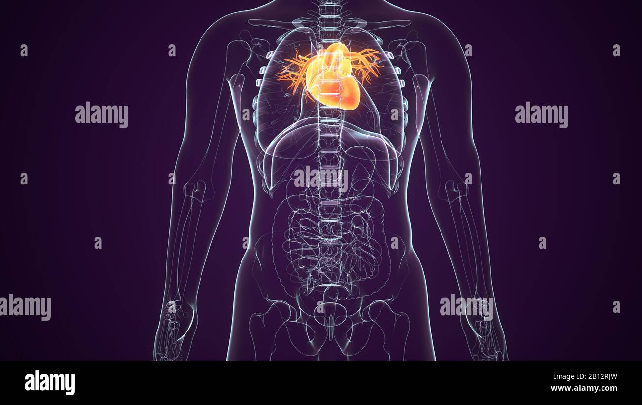 Ano Humano Fotos e Imágenes de stock Alamy