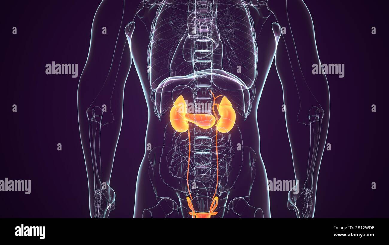 3d render del sistema digestivo humano Foto de stock