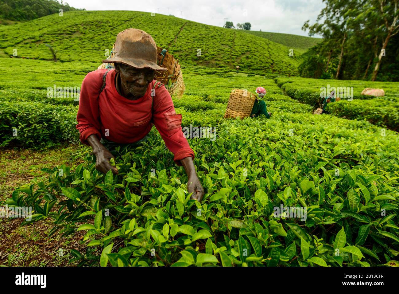 Picadores de té en una plantación de té cerca de Mbeya, Tanzania, África picadores de té en una planta de té cerca de Mbeya, Tanzania, África Foto de stock